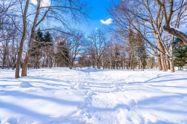 Kar kış sezonu için seyahat Hokkaido Japonya ağacında ile güzel manzara