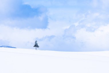 Güzel açık doğa manzara ve kış Kar sezonu kopya alanı ile Noel ağacı