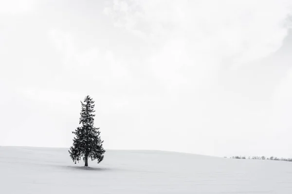 Krásné Venkovní Přírodní Krajina Sám Vánoční Stromečky Sněhu Zimní Počasí — Stock fotografie