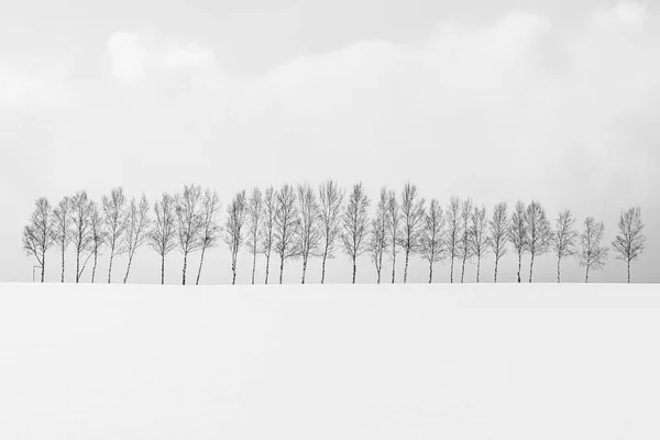 Beau Paysage Naturel Plein Air Avec Groupe Branches Arbres Dans — Photo