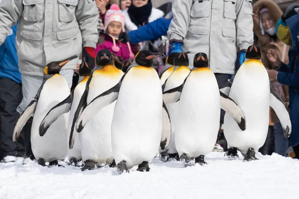 Arashiyama Hokkaido Japon Février 2019 Groupe Spectacle Pingouins Dans Zoo — Photo