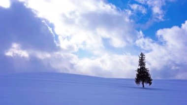 karlı tepede yalnız iğne yapraklı ağaç, Hokkaido, Japonya