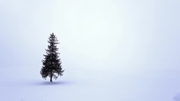 Solitario Árbol Coníferas Colina Nevada Hokkaido Japón — Vídeos de Stock