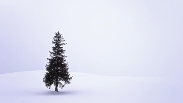 Einsamer Nadelbaum Auf Schneebedecktem Hügel Hokkaido Japan — Stockvideo