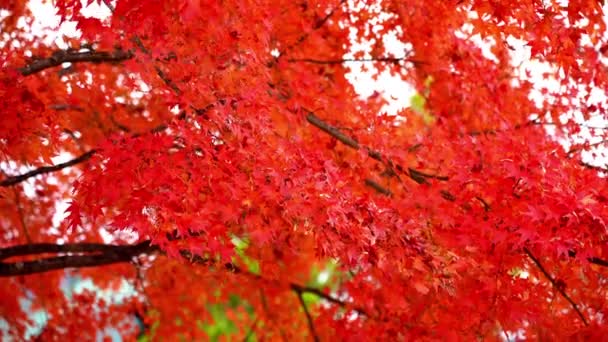 Riprese Panoramiche Ravvicinate Bellissimi Rami Alberi Autunnali — Video Stock