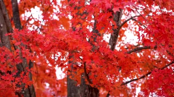 Красивые Осенние Ветви Деревьев Крупным Планом — стоковое видео