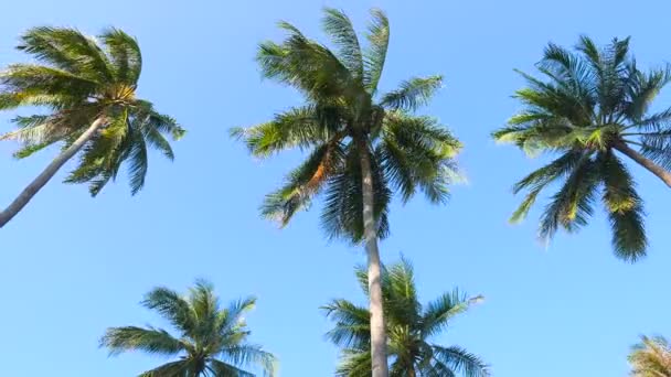 Vista Dal Basso Filmato Palme Davanti Cielo — Video Stock