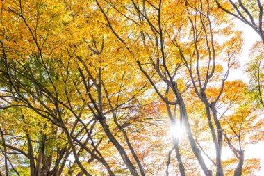 Güzel akçaağaç yaprağı ağaç Sonbahar sezonu