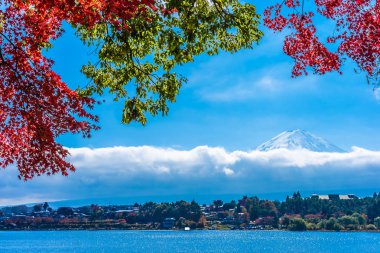 Dağ fuji ile akçaağaç yaprağı ağacın etrafında güzel manzara