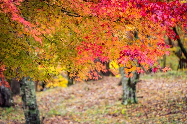 Hermoso árbol de hoja de arce en temporada de otoño — Foto de Stock