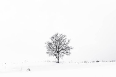Yalnız ağaç içinde kar kış sezonu ile güzel manzara