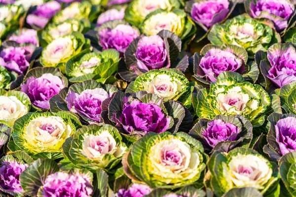 Green and Purple color flower — Stock Photo, Image