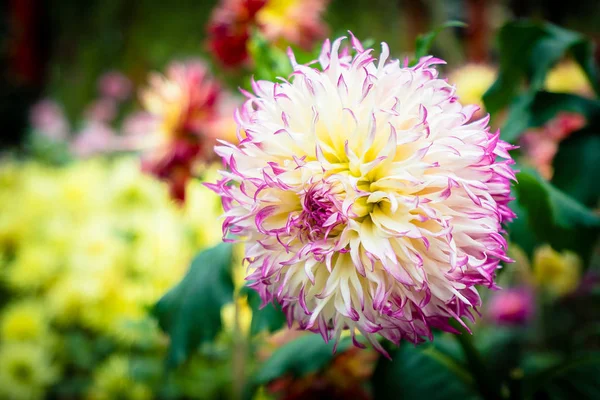 Flori colorate în grădină — Fotografie, imagine de stoc