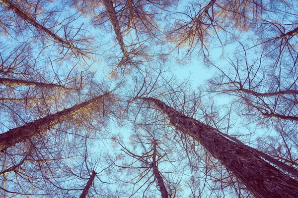 Bela paisagem de árvore de anjo baixo e ramo com céu backgr — Fotografia de Stock