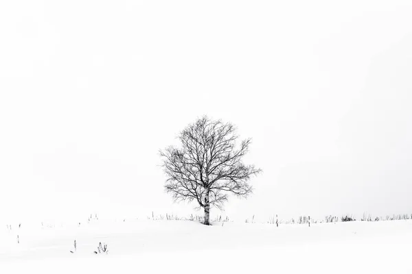 Krásná krajina s osamělý strom v sněhu zimní sezóny — Stock fotografie