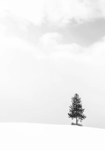 Bela paisagem com árvore solitária na temporada de inverno de neve — Fotografia de Stock