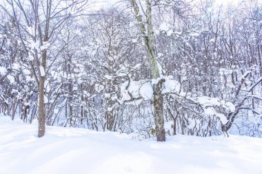 Kar kış sezonu ağacında ile güzel manzara