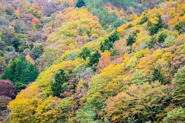 美しい風景とカラフルな葉の周りの木がたくさん、 — ストック写真