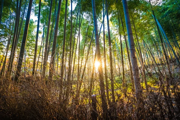 Bela árvore de bambu em arashiyama — Fotografia de Stock