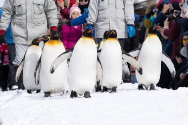 Arashiyama Hokkaido, Japonya - 13 Şubat 2019 penguen s Grup