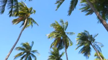 gökyüzünün önündeki palmiye ağaçlarının alt görünümü