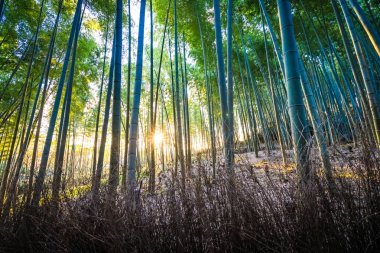 Arashiyama güzel bambu grove ağacında