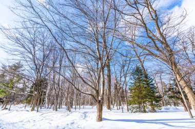 Kar kış sezonu ağacında ile güzel manzara