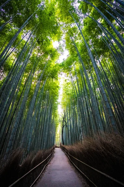荒山森林中美丽的竹林景观 — 图库照片