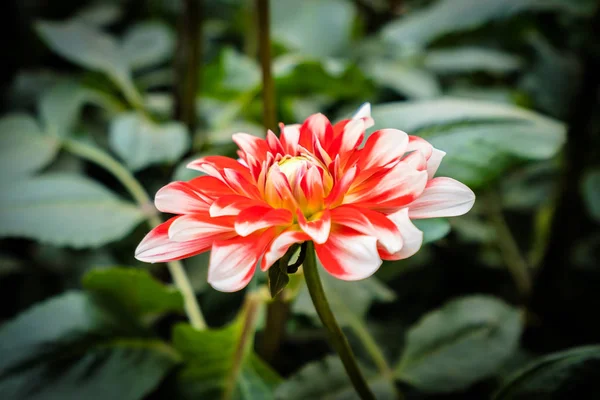 Flor colorida no jardim — Fotografia de Stock