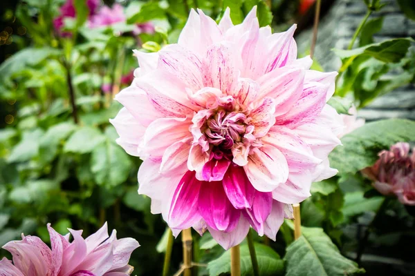 庭のカラフルな花 — ストック写真