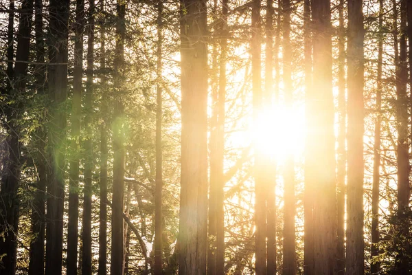 Piękny krajobraz, drzewa i Las z światło słoneczne — Zdjęcie stockowe