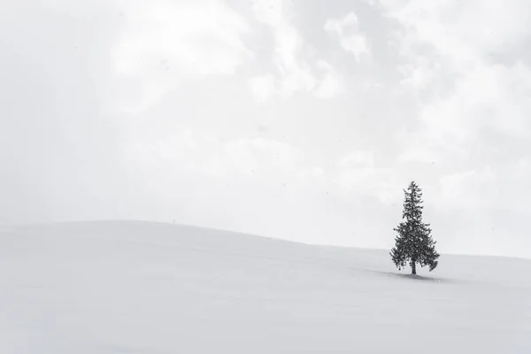 Bela paisagem da natureza ao ar livre com árvore de christmass sozinho em — Fotografia de Stock