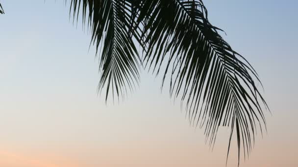 Imágenes Vista Inferior Palmera Frente Cielo — Vídeos de Stock