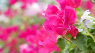 güzel çiçeklerin doğal yakın çekim görüntüleri