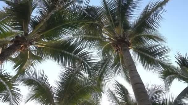 Szenische Nahaufnahmen Von Kokospalmen Auf Tropischer Insel — Stockvideo