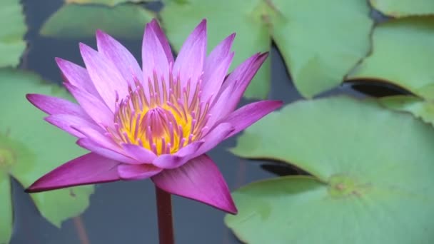 Images Rapprochées Nénuphars Flottant Dans Eau — Video