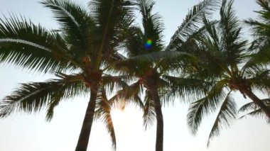 gökyüzünün önündeki palmiye ağaçlarının alt görünümü