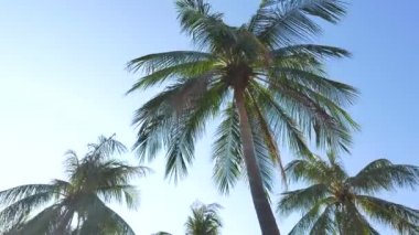 gökyüzünün önündeki palmiye ağaçlarının alt görünümü