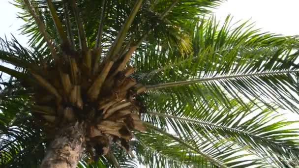 Imágenes Vista Inferior Palmera Frente Cielo — Vídeo de stock