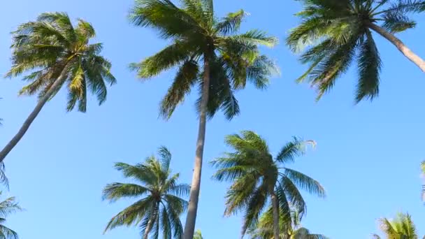 Widok Dołu Drzew Palmowych Przed Niebem — Wideo stockowe