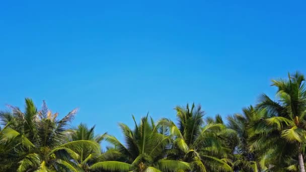 Imagens Panorâmicas Close Coqueiros Ilha Tropical — Vídeo de Stock