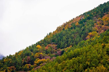 Bir ağaç dağ sonbahar sezonu etrafında renkli yaprak ile çok güzel manzara