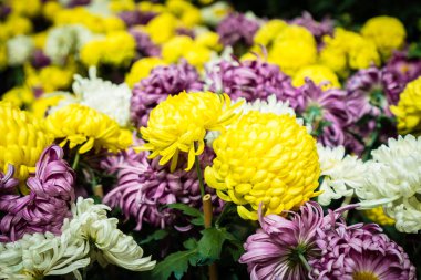 Bahçedeki renkli çiçek.