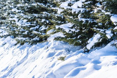 Güzel açık doğa manzara ile Noel ağacı kış Kar sezonu