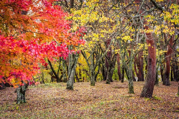 Vackra Röda Och Gröna Blad Lönn Höstsäsongen — Stockfoto