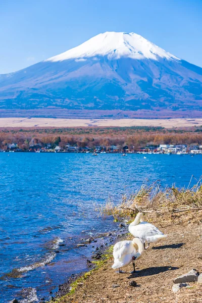 สวยงามของภ เขาฟ บหงส ขาวรอบทะเลสาบ Yamanakako — ภาพถ่ายสต็อก