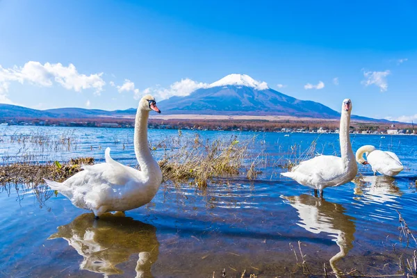 Bela Paisagem Fuji Montanha Com Cisne Branco Torno Lago Yamanakako — Fotografia de Stock