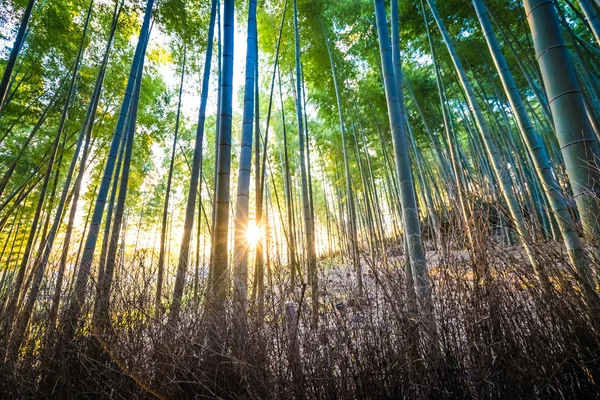 Krásný Bambusový Háj Strom Arashiyama Oblasti Kyoto Japonsko — Stock fotografie