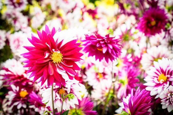 Fiore colorato in giardino — Foto Stock