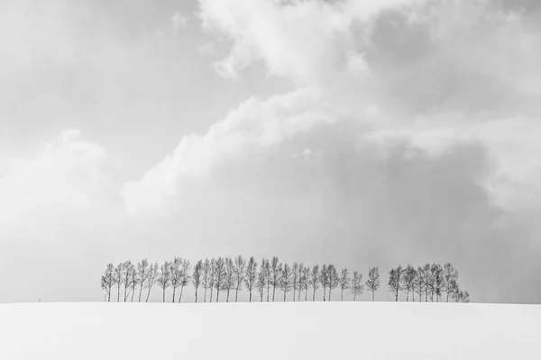 Schöne Natur Landschaft Freien Mit Einer Gruppe Von Baumzweigen Schnee — Stockfoto